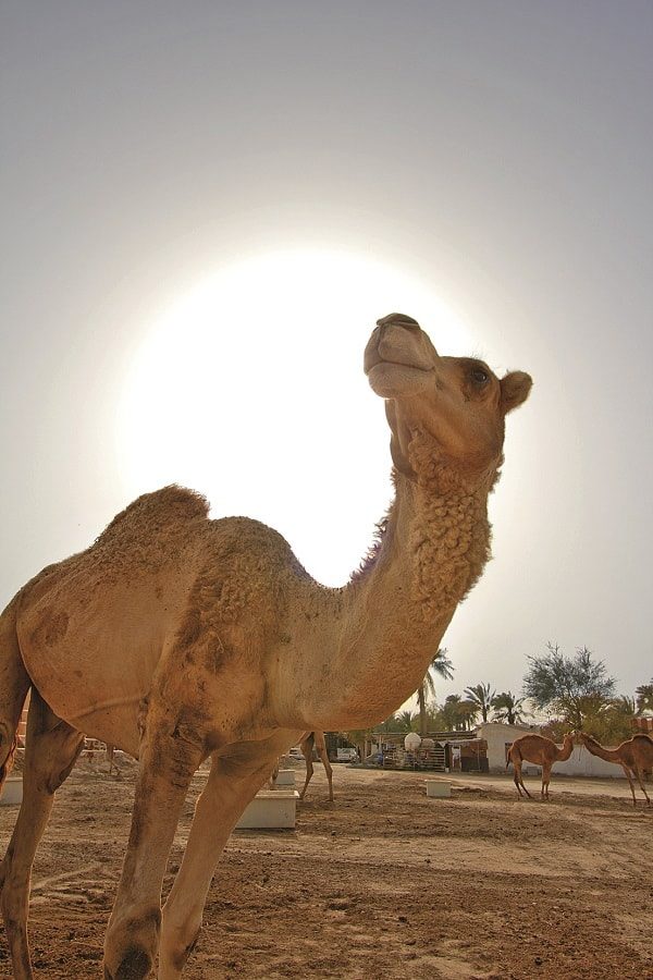 В арабском мире верблюд считается символом богатства. ФОТО: DEPOSITPHOTOS.COM