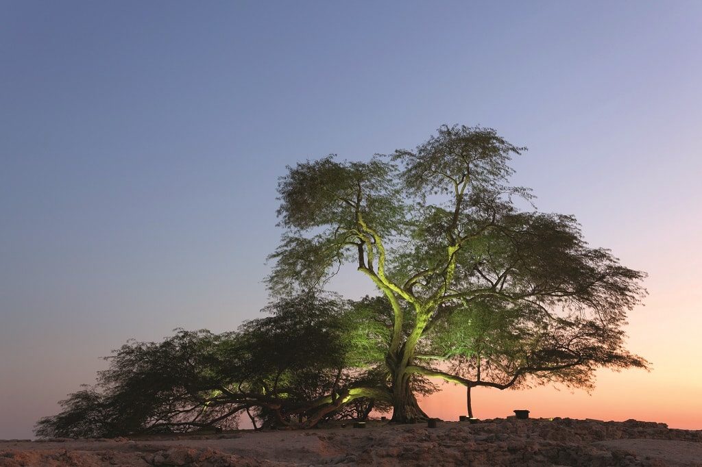 Дерево жизни посреди пустыни. ФОТО: DEPOSITPHOTOS.COM